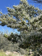 Cercocarpus