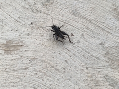 Gryllus veletis