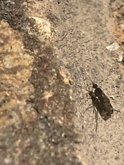 Sylvicola