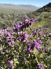 Salvia pinguifolia
