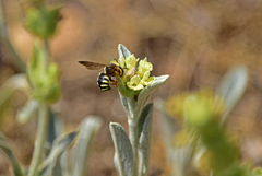 Sideritis raeseri