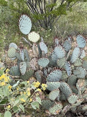 Opuntia macrocentra