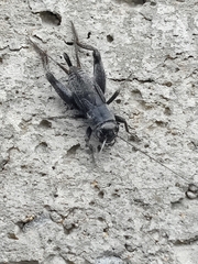 Gryllus veletis
