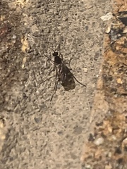Sylvicola