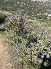 Salvia pinguifolia