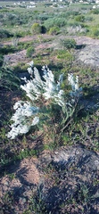 Eriocephalus
