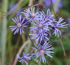Canadanthus modestus