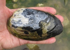 Ortmanniana ligamentina