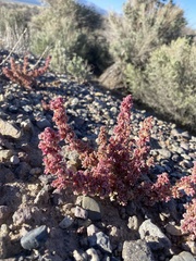 Halogeton