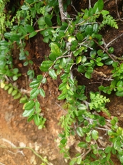 Sageretia thea