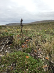 Eutrema edwardsii