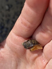 Muricidae
