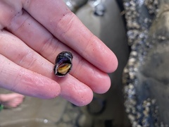 Muricidae