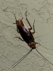 Periplaneta americana