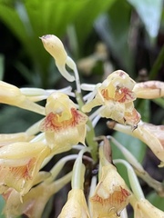 Calanthe densiflora
