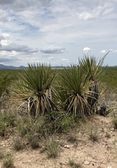 Yucca baccata brevifolia