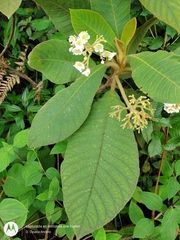 Saurauia