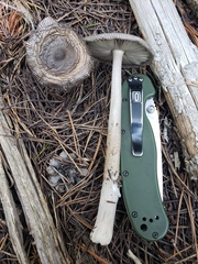 Amanita pachycolea