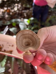 Microporus xanthopus