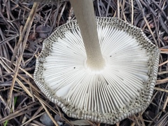 Amanita pachycolea