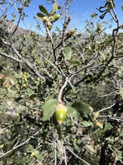 Quercus grisea