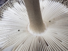 Amanita pachycolea