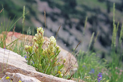 Castilleja septentrionalis