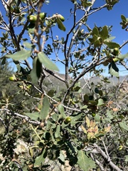 Quercus grisea