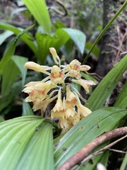 Calanthe densiflora