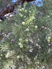 Juniperus deppeana