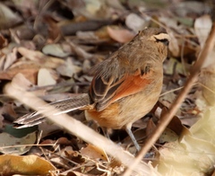 Tchagra australis