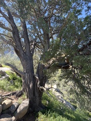 Juniperus deppeana