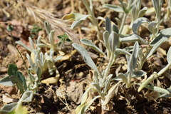 Sideritis raeseri