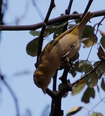 Ploceus