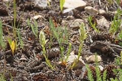 Castilleja septentrionalis