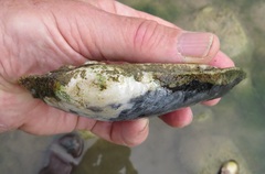 Ortmanniana ligamentina