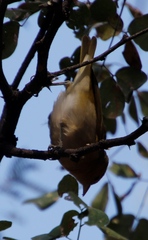 Ploceus