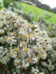 Olearia lirata