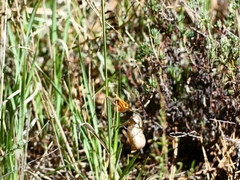 Ochlodes sylvanoides