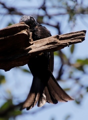 Ploceus