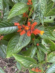 Chrysothemis