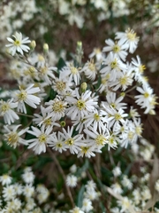 Olearia lirata