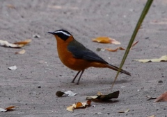 Cossypha heuglini heuglini