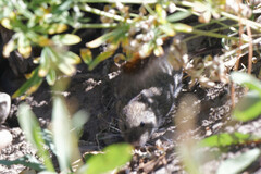 Microtus pennsylvanicus