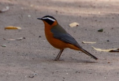 Cossypha heuglini heuglini