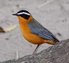 Cossypha heuglini heuglini