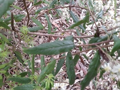 Olearia lirata