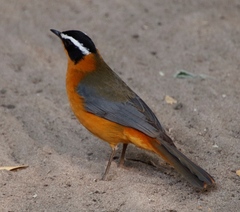 Cossypha heuglini heuglini