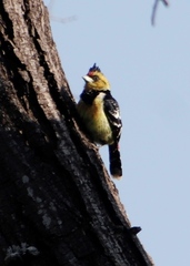 Trachyphonus vaillantii vaillantii