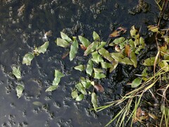 Potamogeton alpinus
